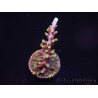 WYSIWYG RAH Acropora carduus Red Dragon 5V4