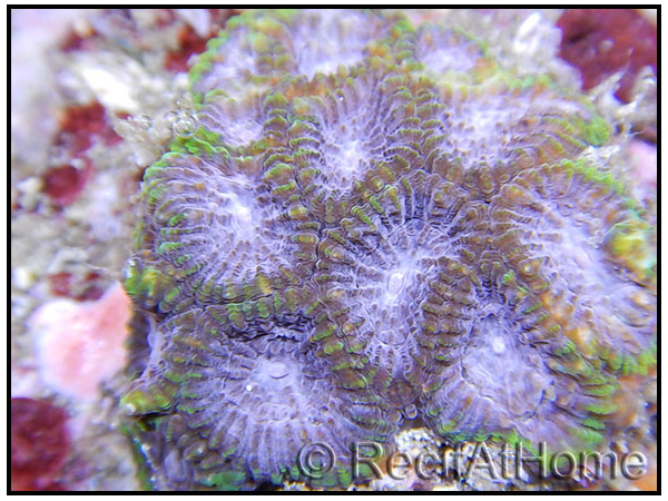 Montastrea Bleu tour vert 