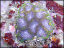 Montastrea Bleu tour vert 
