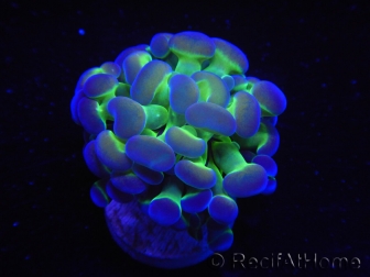 WYSIWYG Euphyllia paraancora Bicolor (Mariculture acclimaté sous LED) 4A4