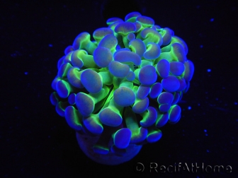 WYSIWYG Euphyllia paraancora Bicolor (Mariculture acclimaté sous LED) 4A6