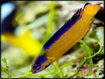 Pseudochromis aldabraensis
