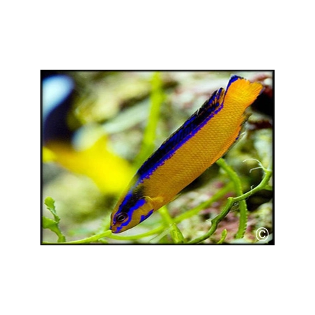 Pseudochromis aldabraensis