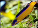 Pseudochromis aldabraensis