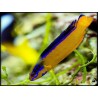 Pseudochromis aldabraensis