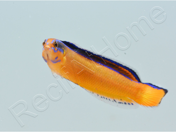 Pseudochromis aldabraensis Elevage PROAQUATIX 3-5 cm