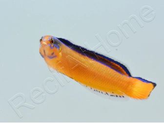 Pseudochromis aldabraensis Elevage PROAQUATIX 3-5 cm