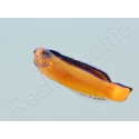 Pseudochromis aldabraensis Elevage PROAQUATIX 3-5 cm