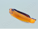 Pseudochromis aldabraensis Elevage PROAQUATIX 3-5 cm