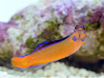 Pseudochromis aldabraensis Elevage PROAQUATIX 3-5 cm