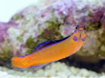 Pseudochromis aldabraensis Elevage PROAQUATIX 3-5 cm