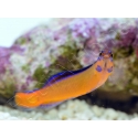 Pseudochromis aldabraensis Elevage PROAQUATIX 3-5 cm
