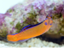 Pseudochromis aldabraensis Elevage PROAQUATIX 3-5 cm