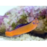 Pseudochromis aldabraensis Elevage PROAQUATIX 3-5 cm