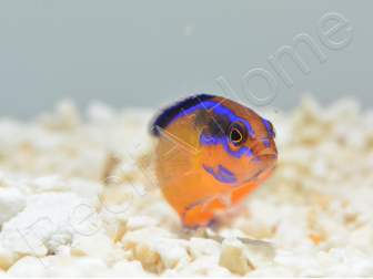 Pseudochromis aldabraensis Elevage PROAQUATIX 3-5 cm