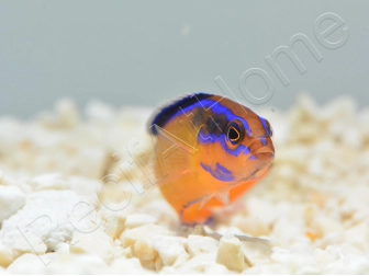 Pseudochromis aldabraensis Elevage PROAQUATIX 3-5 cm