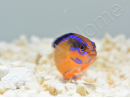 Pseudochromis aldabraensis Elevage PROAQUATIX 3-5 cm