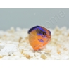 Pseudochromis aldabraensis Elevage PROAQUATIX 3-5 cm