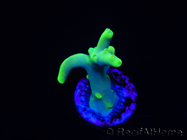 WYSIWYG RAH Acropora caroliniana Banana 5T2
