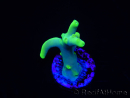 WYSIWYG RAH Acropora caroliniana Banana 5T2