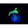 WYSIWYG RAH Acropora caroliniana Banana 5T2