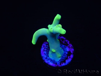 WYSIWYG RAH Acropora caroliniana Banana 5T2