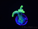 WYSIWYG RAH Acropora caroliniana Banana 5T2