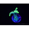 WYSIWYG RAH Acropora caroliniana Banana 5T2