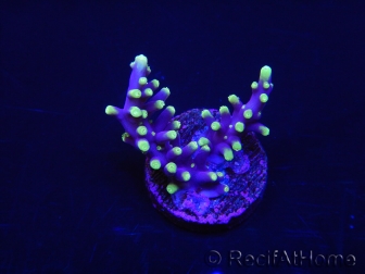 WYSIWYG RAH Acropora carduus Red Dragon 5V1