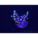 WYSIWYG RAH Acropora carduus Red Dragon 5V1