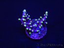 WYSIWYG RAH Acropora carduus Red Dragon 5V1