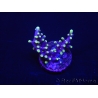 WYSIWYG RAH Acropora carduus Red Dragon 5V1