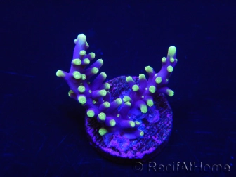 WYSIWYG RAH Acropora carduus Red Dragon 5V1