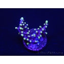 WYSIWYG RAH Acropora carduus Red Dragon 5V1