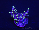 WYSIWYG RAH Acropora carduus Red Dragon 5V1