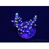 WYSIWYG RAH Acropora carduus Red Dragon 5V1