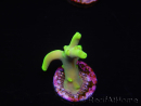 WYSIWYG RAH Acropora caroliniana Banana 5T2