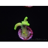 WYSIWYG RAH Acropora caroliniana Banana 5T2