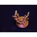 WYSIWYG RAH Acropora carduus Red Dragon 5V1