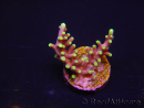 WYSIWYG RAH Acropora carduus Red Dragon 5V1