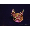 WYSIWYG RAH Acropora carduus Red Dragon 5V1