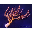 Diodogorgia nodulifera Caraibes 4 (15cm)