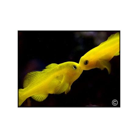 Gobiodon okinawae