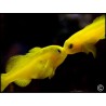 Gobiodon okinawae