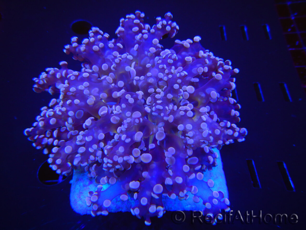 WYSIWYG Euphyllia divisa 1 (Skeleton 8 cm/Flesh 15 cm)