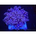 WYSIWYG Euphyllia divisa 1 (Skeleton 8 cm/Flesh 15 cm)