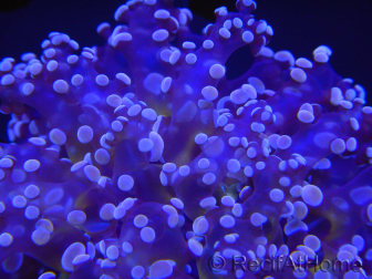 WYSIWYG Euphyllia divisa 1 (Skeleton 8 cm/Flesh 15 cm)