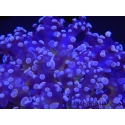 WYSIWYG Euphyllia divisa 1 (Skeleton 8 cm/Flesh 15 cm)