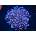 WYSIWYG Euphyllia divisa 1 (Skeleton 8 cm/Flesh 15 cm)