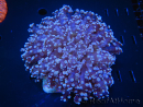 WYSIWYG Euphyllia divisa 1 (Skeleton 8 cm/Flesh 15 cm)